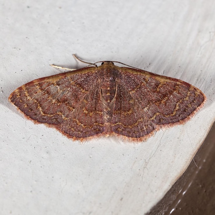 7173 Pannaria Wave Moth - Leptostales pannaria