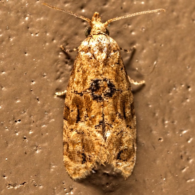 3803 Chrysanthemum Flower Borer Moth (Lorita scarificata) 