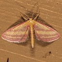 7177 Leptostales laevitaria