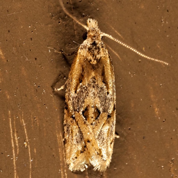 3759.3 Razowski's Aethes Moth - Aethes razowskii