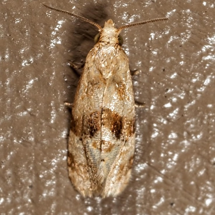 3771 - Cochylis caulocatax