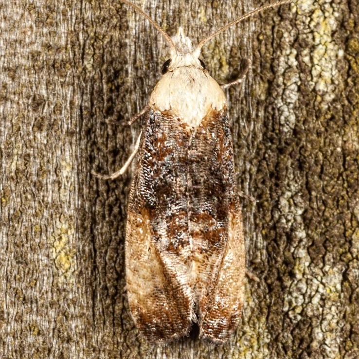 3863.97 – Cochylini sp