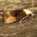 3863.97 – Cochylini sp