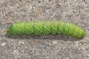 7775 Tobacco Hornworm (Manduca sexta) 