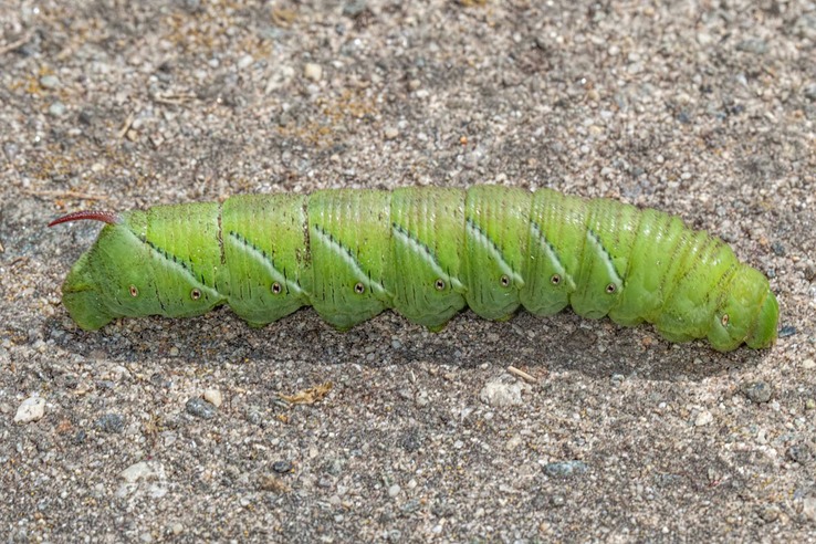 7775 Tobacco Hornworm (Manduca sexta) 