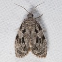 2759 (Apotomis tertiana)
