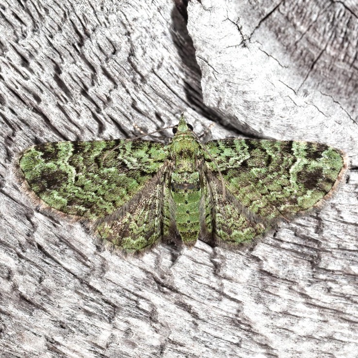 7625 Geren Pug Moth (Pasiphila rectangulata)