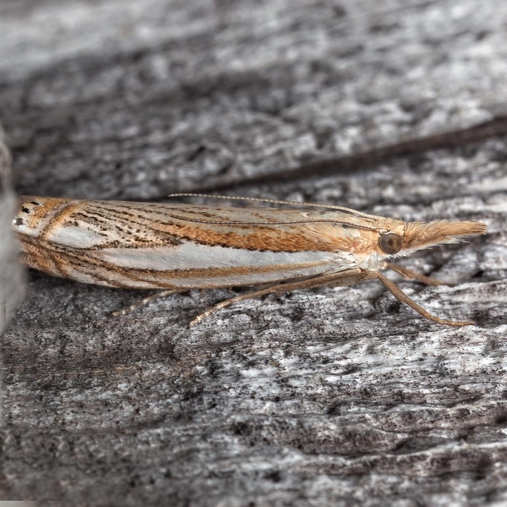 5363 Crambus saltuellus - Pasture Grass-veneer