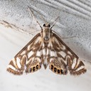 4743 Neocataclysta magnificalis - Scrollwork Pyralid Moth