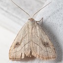 8404 Spotted Grass Moth - Rivula propinqualis