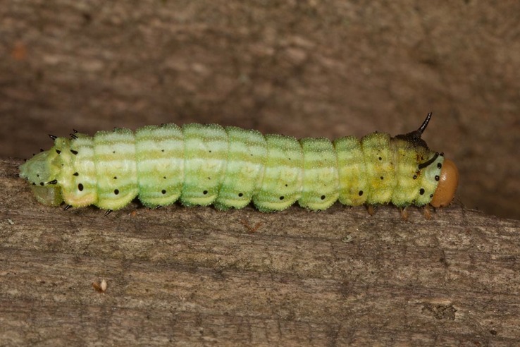 Dryocampa rubicunda - Rosy Maple Moth - Hodges#7715