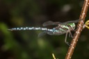 Green-striped Darner (Aeshna verticalis) 