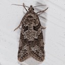 3567.1 Gray Tortrix  Cnephasia stephensiana 