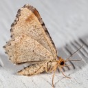 6339 Blurry Chocolate Angle Moth (Macaria transitaria)
