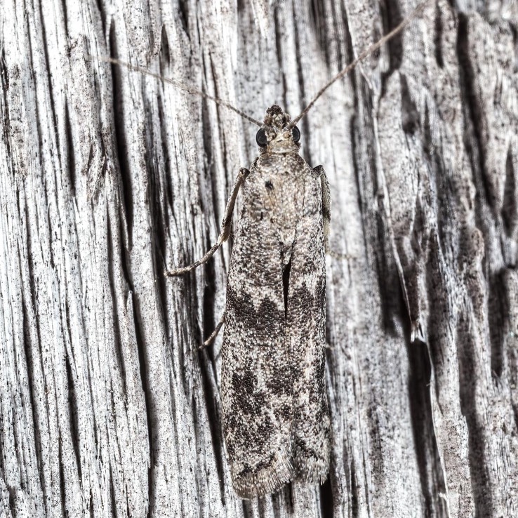 6020 Ephestia kuehniella - Mediterranean Flour Moth