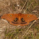 7757 Polyphemus Moth - Antheraea Polyphemus female