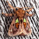 4697 Euclea delphinii - Spiny Oak-Slug Moth