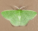 7059  Southern Emerald Moth (Synchlora frondaria)