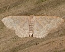  7173 Pannaria Wave Moth (Leptostales pannaria)