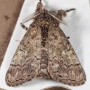 8298 Southern Tussock Moth (Dasychira meridionalis)