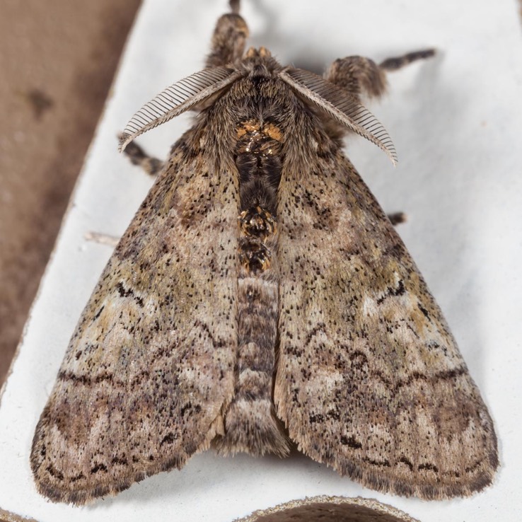 8298 Southern Tussock Moth (Dasychira meridionalis)