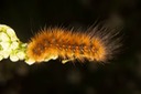 8137 Virginian Tiger Moth (Spilosoma virginica)