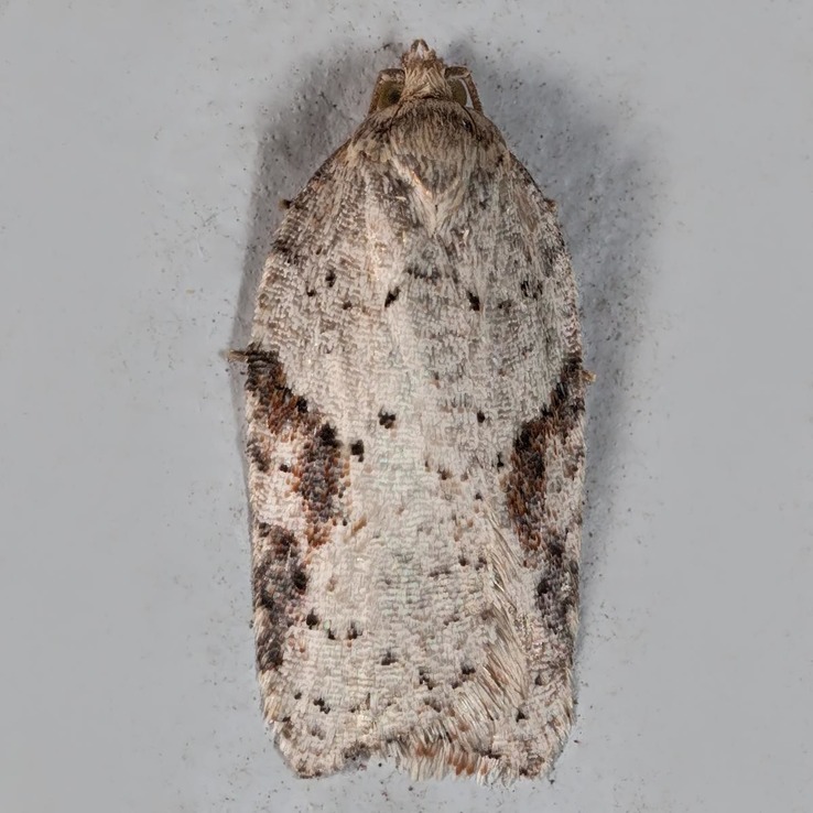 3523 (Acleris cornana)