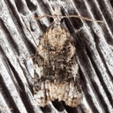 3648 Archips argyrospila - Fruit-Tree Leafroller Moth 