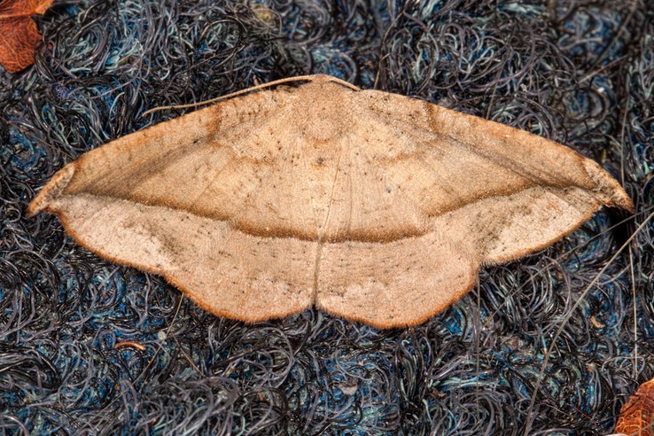 6974 Juniper-twig Geometer Moth (Patalene olyzonaria)