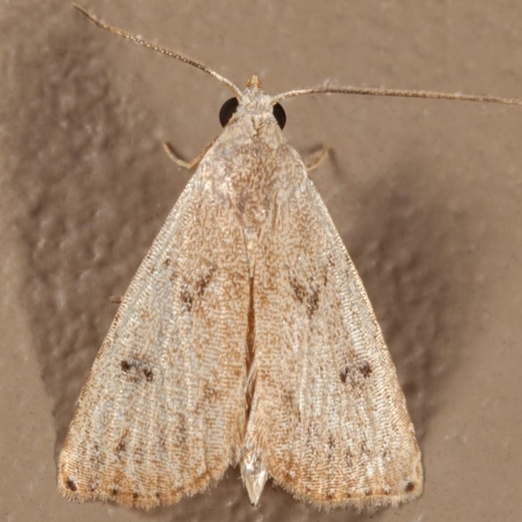 8404.1 (Rivula pusilla)