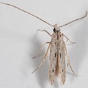1398 Octagonal Casemaker Moth (Homaledra octagonella)