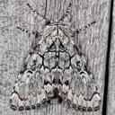 9189 The Laugher (Charadra deridens)