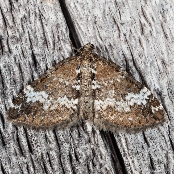 7320 Small Rivulet (Perizoma alchemillata)