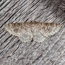 7422 Unadorned Carpet Moth - Hydrelia inornata