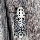 2700 Wood Leopard Moth - Zeuzera pyrina