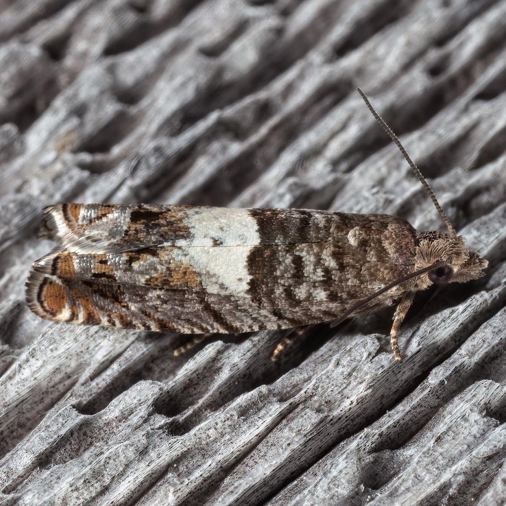 3310 Walker's Epinotia Moth - Epinotia transmissana 