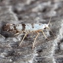 2481 Arborvitae Leafminer Argyresthia thuiella 