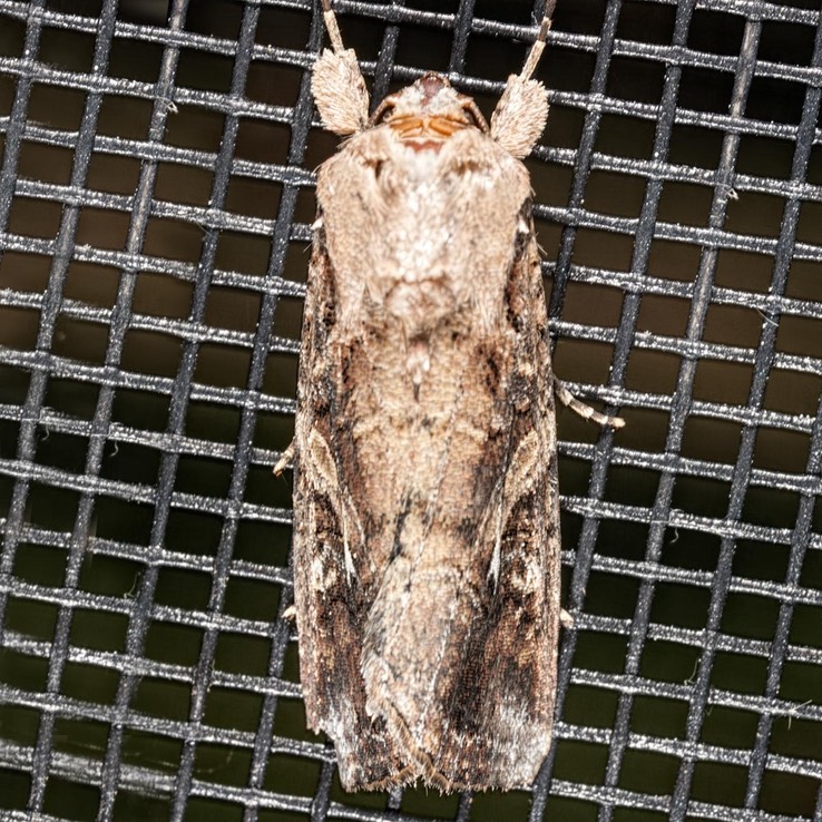 9666  Fall Armyworm Moth  (Spodoptera frugiperda)