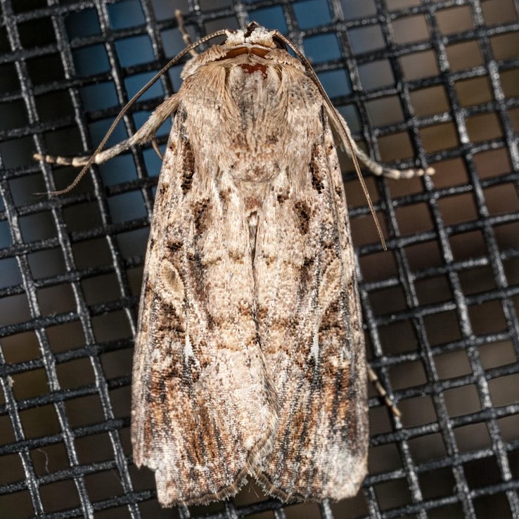 9666  Fall Armyworm Moth  (Spodoptera frugiperda)