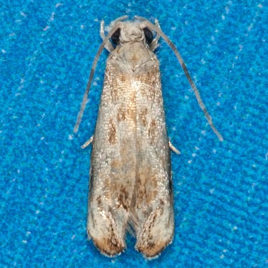 0304  Caribbean Scavenger Moth (Erechthias minuscula)