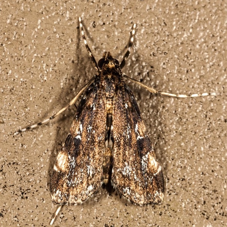 4758 Langessa nomophilalis