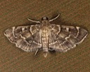 5282 (Cryptobotys zoilusalis)