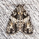 9249 Raspberry Bud Dagger Moth (Acronicta increta)