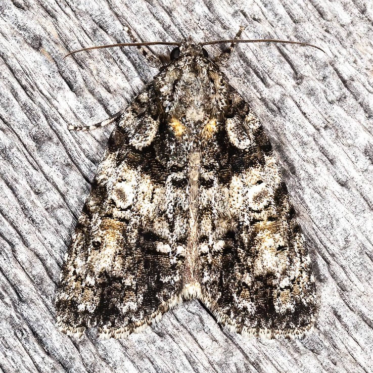 9249 Raspberry Bud Dagger Moth (Acronicta increta)