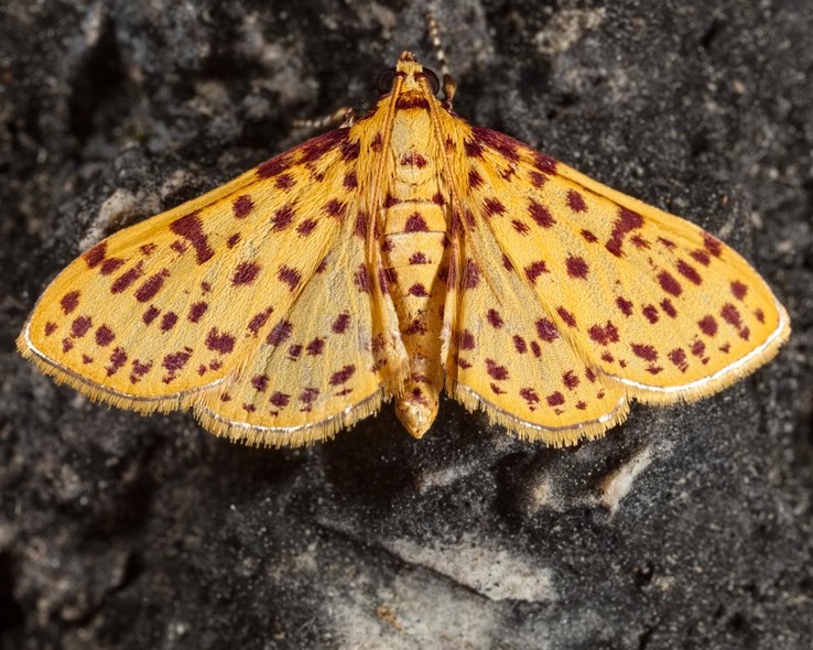 5230 Red-spotted Sweetpotato Moth (Polygrammodes elevata)