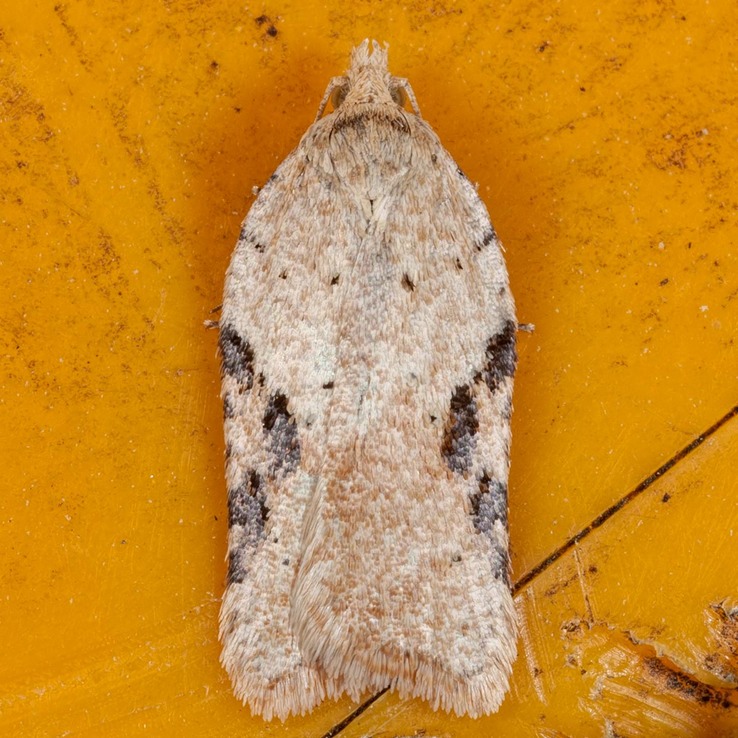 3523 (Acleris cornana)