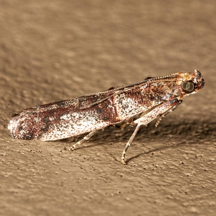  5711 – Hypargyria slossonella 