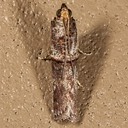  5711 – Hypargyria slossonella 