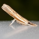 5433 Carpet-grass Webworm Moth (Fissicrambus haytiellus)