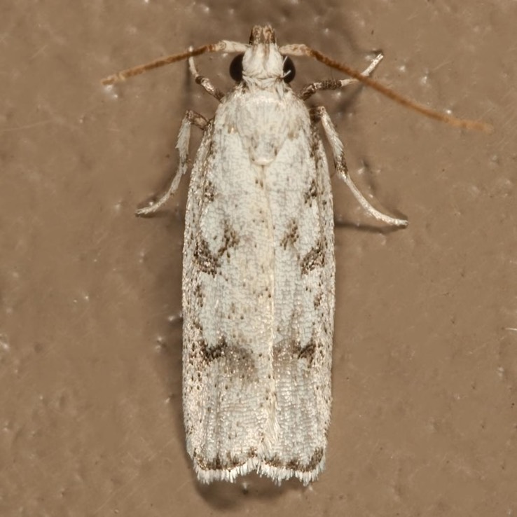 1139 Five-spotted Glyphidocera Moth  (Glyphidocera lactiflosella)
